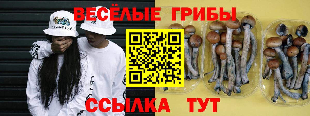 Галлюциногенные грибы Psilocybe Елец